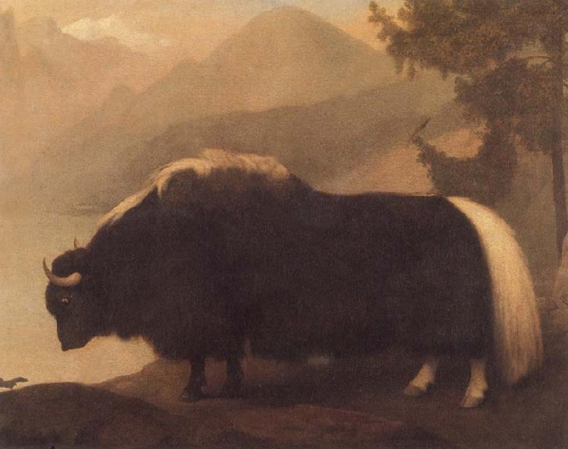 George Stubbs Yak oil painting picture